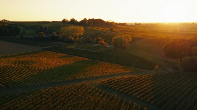 Aerial tracking shot over vineyard fields towards a cluster of trees casting long shadows during an autumn evening.