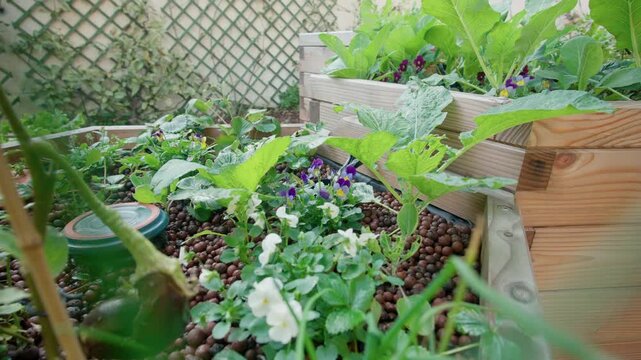 Aquaponics and hydroponics gardening. Forward tracking shot moving over a grow bed filled with clay pebbles, pansies, and green leafy vegetables in a sustainable urban farming system.