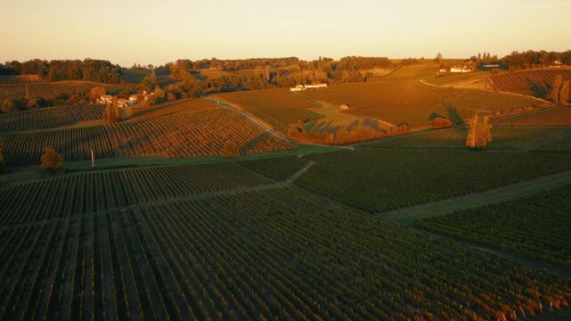 Dirt paths intersecting extensive vineyards in Bergerac during golden hour. High-angle drone view showing geometric field patterns and autumn foliage in the French wine country.