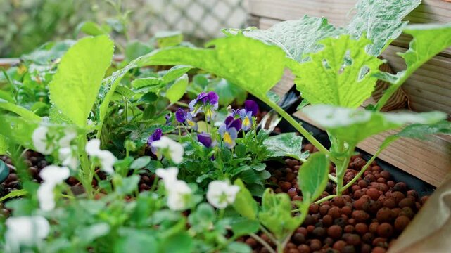 Thriving aquaponics system featuring large vegetable leaves and blooming edible flowers. Overview of a productive grow bed utilizing expanded clay media for sustainable farming.