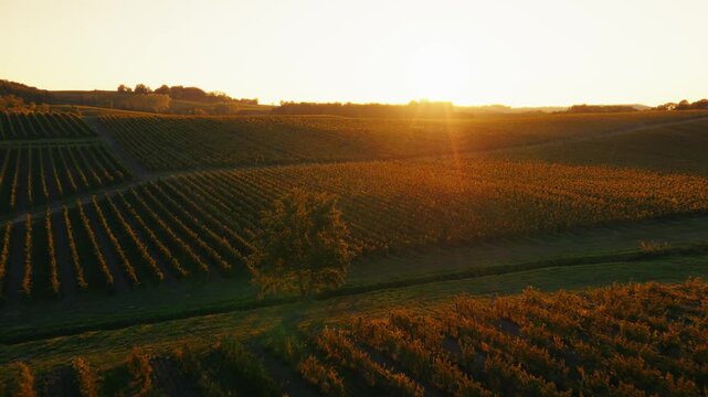 Low altitude drone flight skimming over grapevines towards a setting sun. Close-up aerial view of autumn agriculture in Bergerac with intense backlight and lens flare effects.