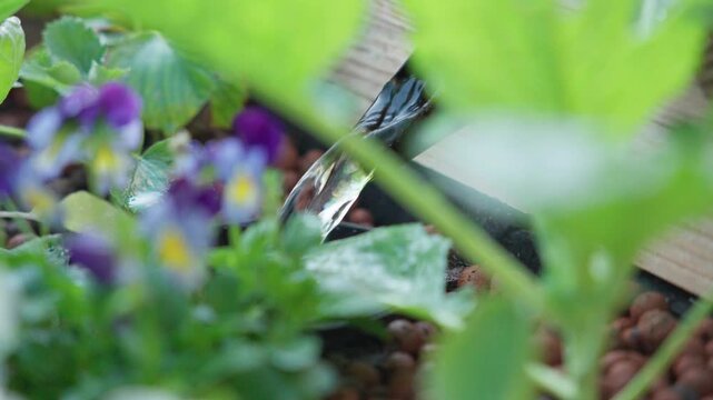 Water flows continuously into a clay pebble grow bed within an aquaponic system. Irrigation pipes deliver nutrient-rich water to plant roots, demonstrating efficient soilless farming techniques.