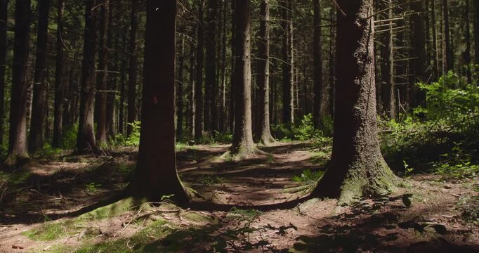4K static shot of a sunlit pine forest, with tall trees casting shadows on the mossy ground. Tranquil and serene atmosphere, perfect for cinematic or nature documentary backgrounds.