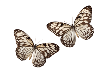 Two White Butterflies with Black Vein Patterns Isolated on White Background