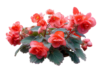 Lush begonia bush with vibrant coral red flowers and deep green leaves isolated on a transparent background 1