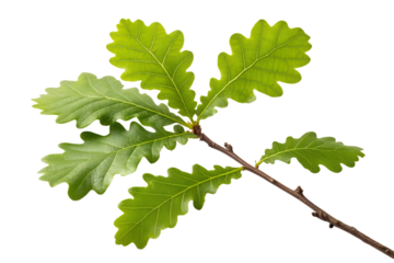Oak Branch with Fresh Green Leaves Isolated on White