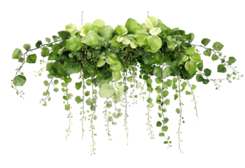 Lush green hanging plant with cascading vines and varied leaf shapes isolated on a transparent background