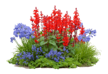 Vibrant red salvia flowers bloom alongside blue agapanthus and green foliage isolated on a transparent background
