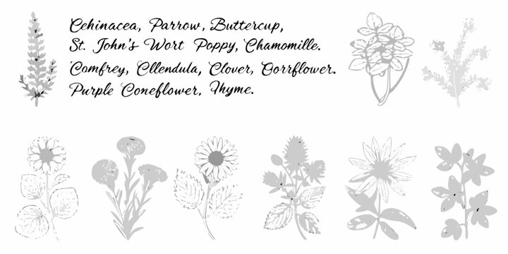Botanical illustration showcasing various wildflower and herb line drawings