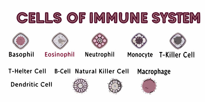 Visual representation of various cells composing the human immune system