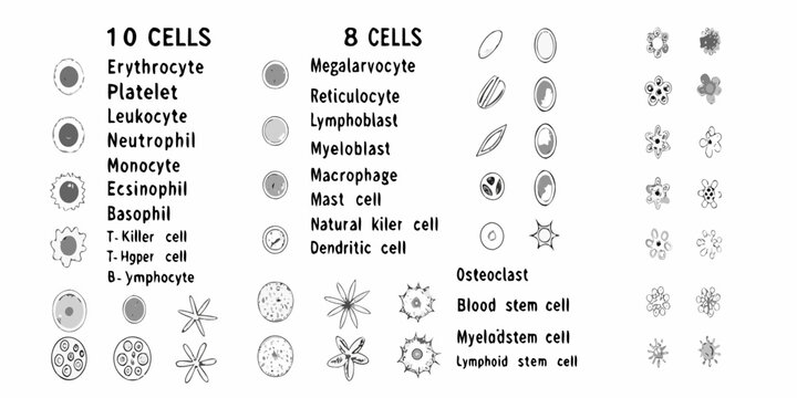 Illustrative diagram of various human blood cells and their diverse morphologies
