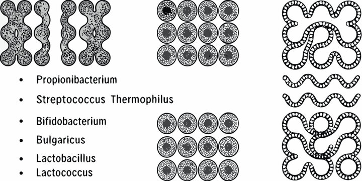 Visual representation of bacterial arrangements propionibacterium streptococcus and bifidobacterium forms