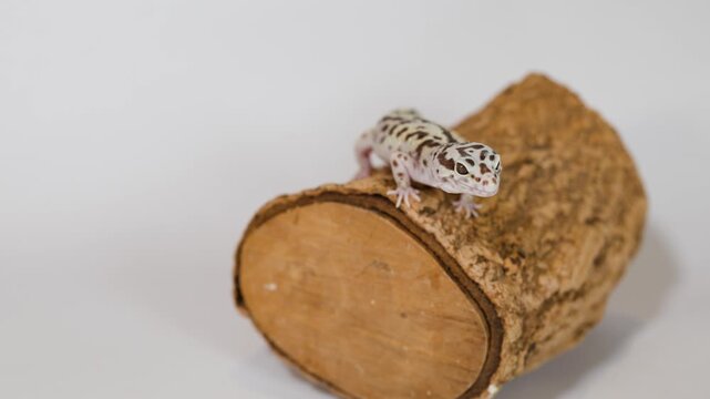 Leopard Gecko Resting on a Cork Log Against a White Background