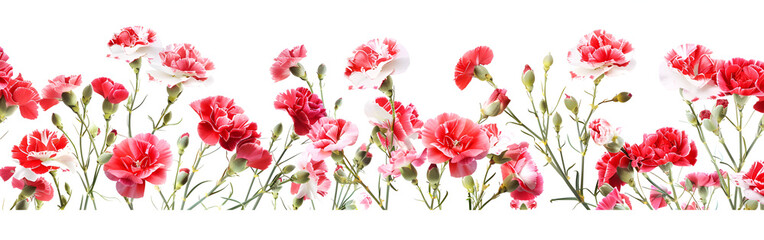 Vibrant pink and white carnations in full bloom on green stems