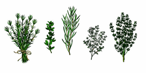 Obraz premium An artistic rendering of various fresh herb sprigs beautifully displayed