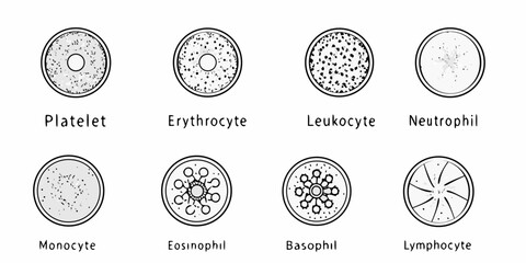 Illustrative depiction of various human blood cell types under microscopic view