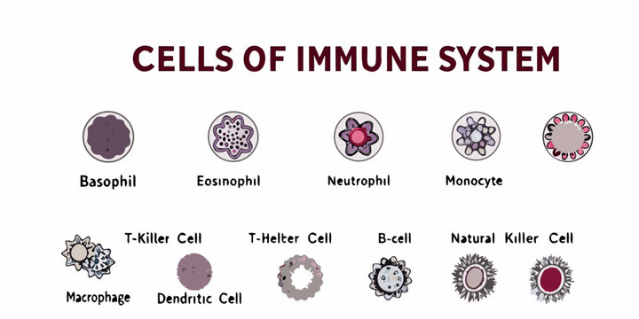 Illustration of various immune system cells including basophils and macrophages