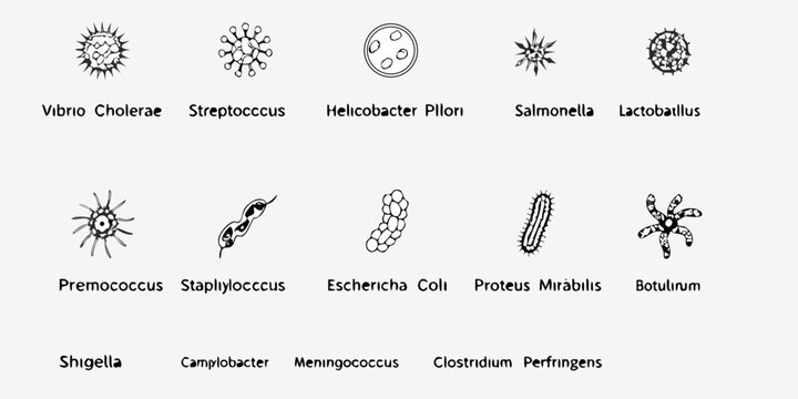 Illustrations of various bacterial shapes and types including vibrio streptococcus and lactobacillus