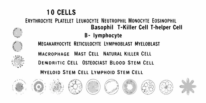 Illustration of various blood cells and their types in a medical diagram