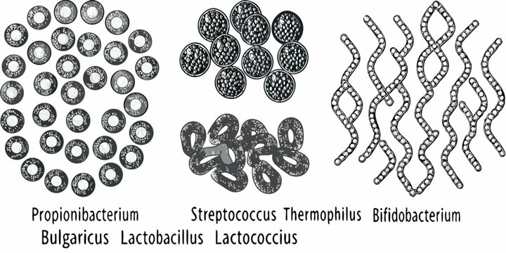 Microscopic view of various bacterial shapes cocci diplococci and bacilli