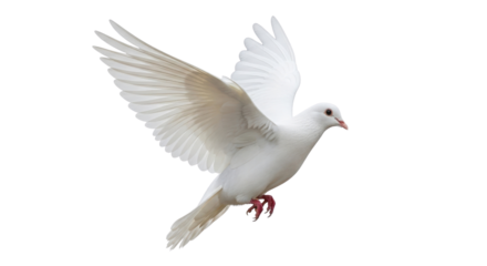 Flying White Dove Isolated on White Background
