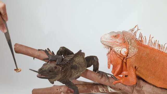 Brown Sailfin Lizard and Red Iguana Meeting on a Wooden Branch
