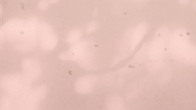 Abstract shadow pink premium gradation background texture blur gradient light pastel abstract luxury premium mockup peach color backdrop template valentine summer spring overlay mockup