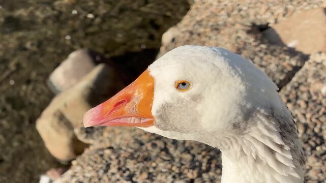 Macro Close Up of a White Domestic Goose with Blue Eyes