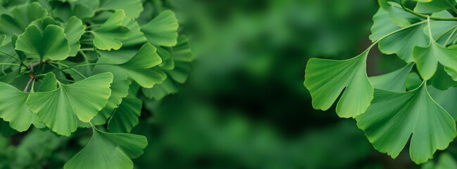 Close-Up of Lush Green Ginkgo Biloba Leaves in Natural Sunlight