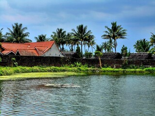Tranquil Tropical Village Pond with Water Lilies and Coconut Trees
