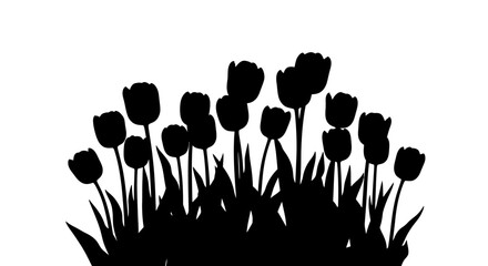 Black tulip silhouette on a white background conveys a sense of mystery and springtime elegance