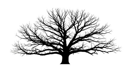 Obraz premium Silhouette of bare tree branches isolated on white providing a stark contrast featuring artistic