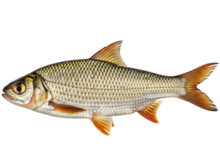A detailed digital illustration of a fish with silver scales and orange fins, viewed from the side, showcasing its natural beauty and anatomy, isolated on transparent background