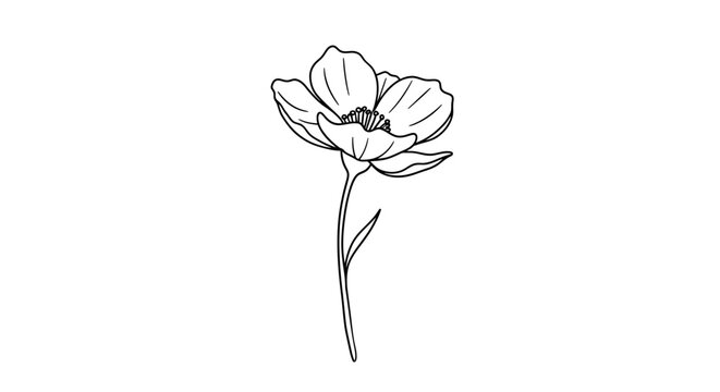 Elegant minimalist black and white anemone flower drawing with delicate petals, perfect for