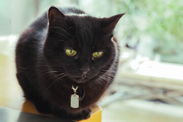 ふわふわとした黒猫