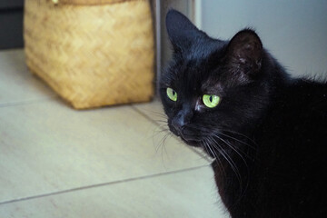 ふわふわとした黒猫