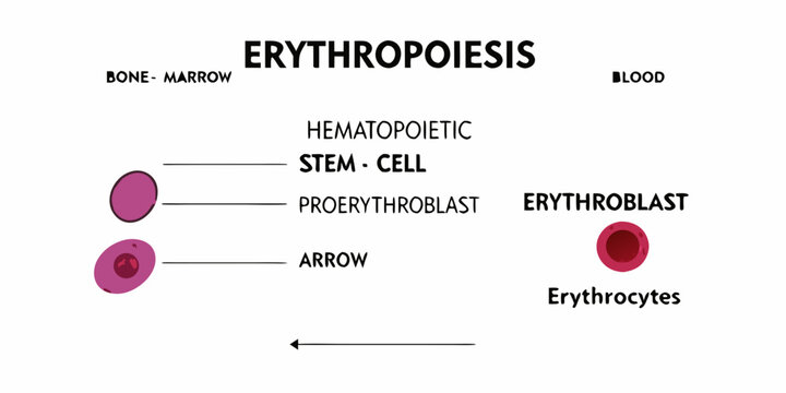 Erythropoiesis a visual representation of red blood cell development stages