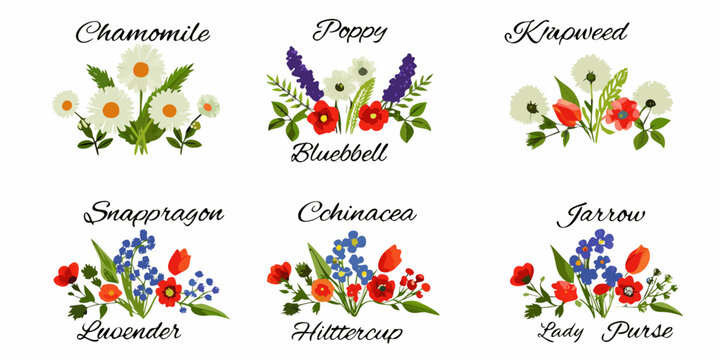 Floral illustrations depicting chamomile poppy knapweed snapdragon and other wildflowers