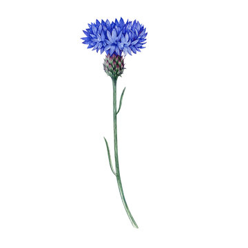 Blue cornflower single flower watercolor illustration. Hand drawn centaurea cyanus meadow wildflower detailed botanical illustration. Bachelor's button plant isolated on white background