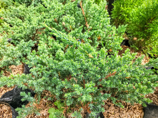 Detail of seedling of Juniperus squamata Blue Star in the garden, against the background of pine mulch. Decorative coniferous plants. Selective focus.
