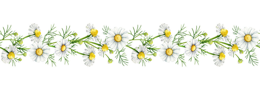 Chamomile flowers seamless border decor element watercolor illustration. Hand drawn matricaria chamomilla medicinal healing natural herb blooming flowers border decoration on white background