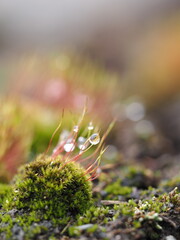 苔と水滴