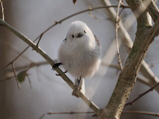 北海道のシマエナガ