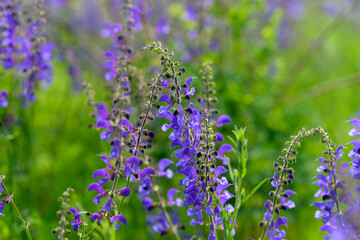 Obraz premium A Magnificent and Vibrant Wildflower CloseUp Showing a Beautiful Display of Delightful Purple Hues