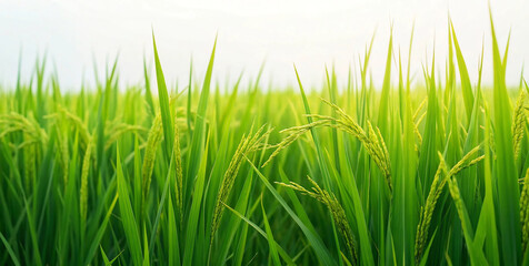 Fototapeta premium Vibrant Green Rice Field at Sunrise
