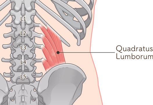 腰方形筋のイラスト、quadratus lumborum illustration