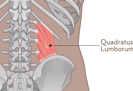 腰方形筋のイラスト、quadratus lumborum illustration