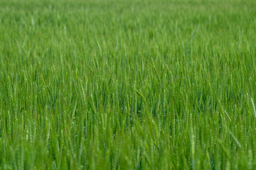 Obraz premium A Beautiful, Lush Green Wheat Field in the Early Growth Stage of its Development