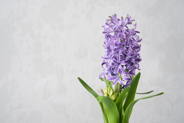 A vibrant purple potted hyacinth with green leaves, providing copy space. © chamillew