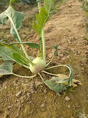 Close up shot of kohlrabi growing on field.